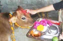 तिहारको तेस्रो दिन आज गाईको पूजा गरी मनाइँदै